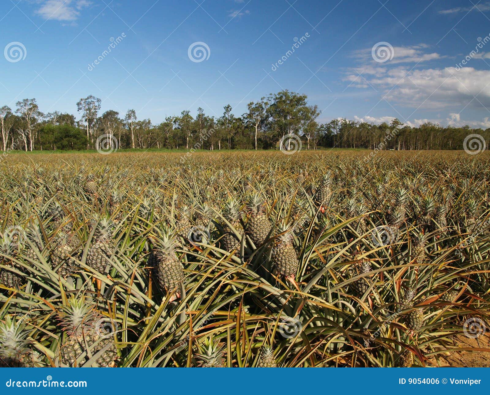 Pineapple Fields at Pineapple Farm Stock Photo Image of field, plant