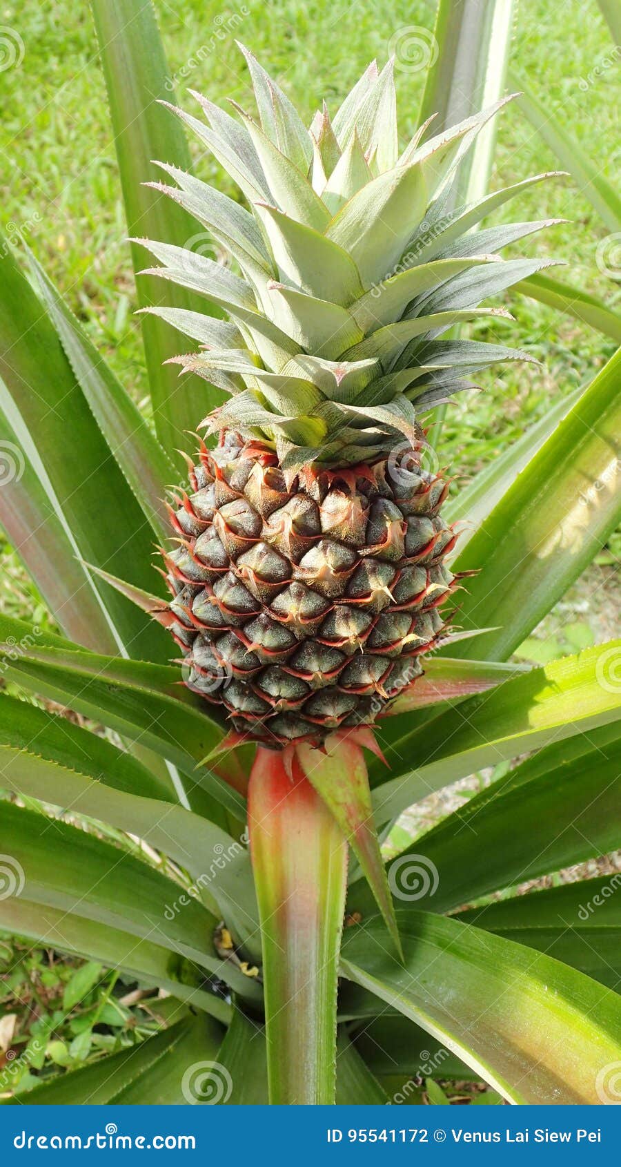 Pineapple Is Also Used In Pharmacies. From The Plant The Active
