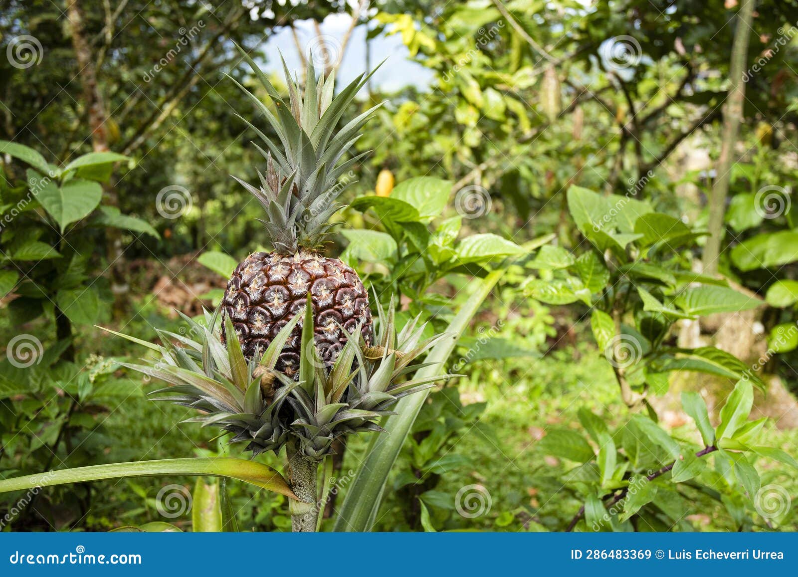 Pineapple Fruit at Harvest Time in the Farm Ananas Comosus Stock