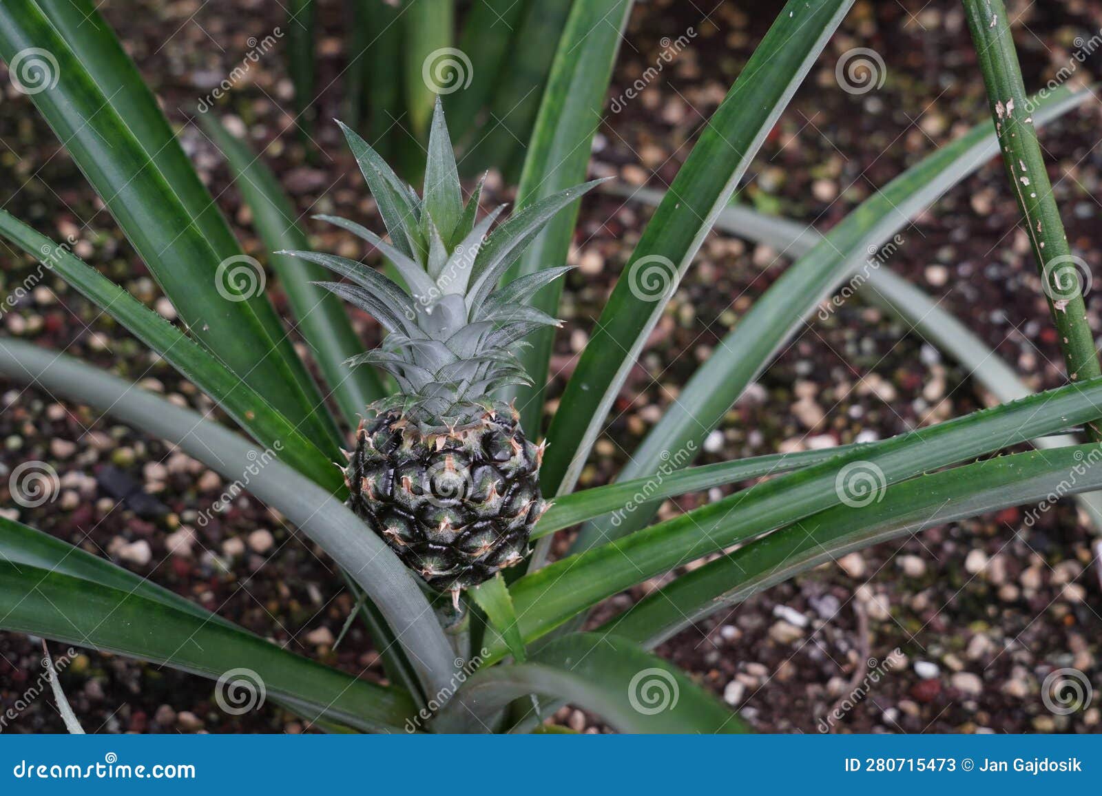 pineapple fruit, in latin called ananas comosus l. marr, growing naturally out of rosette of leaves.