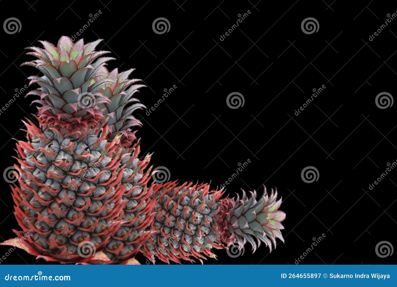 Pineapple Fruit is Rich in Vitamins and Good for Digestion Stock Image