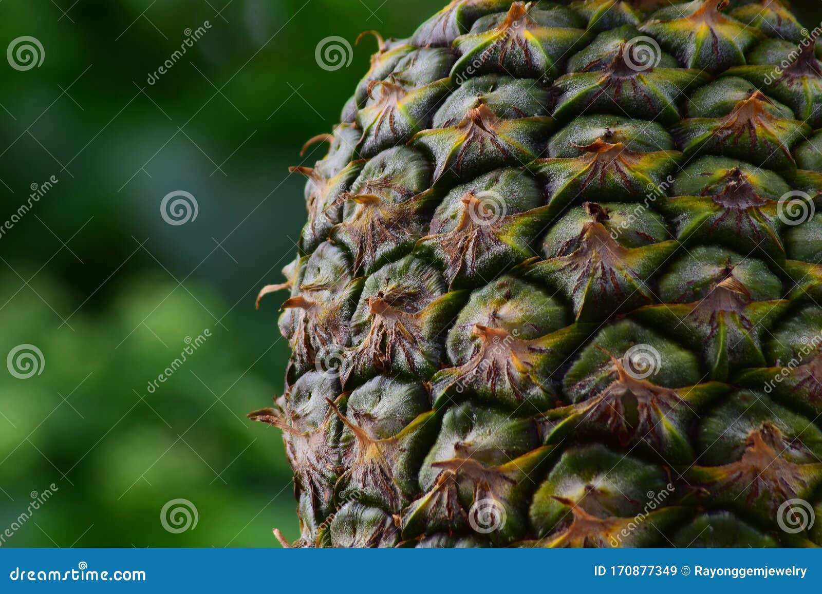 pineapple is a fruit, when ripe, has a sweet and sour taste. on a beautiful natural