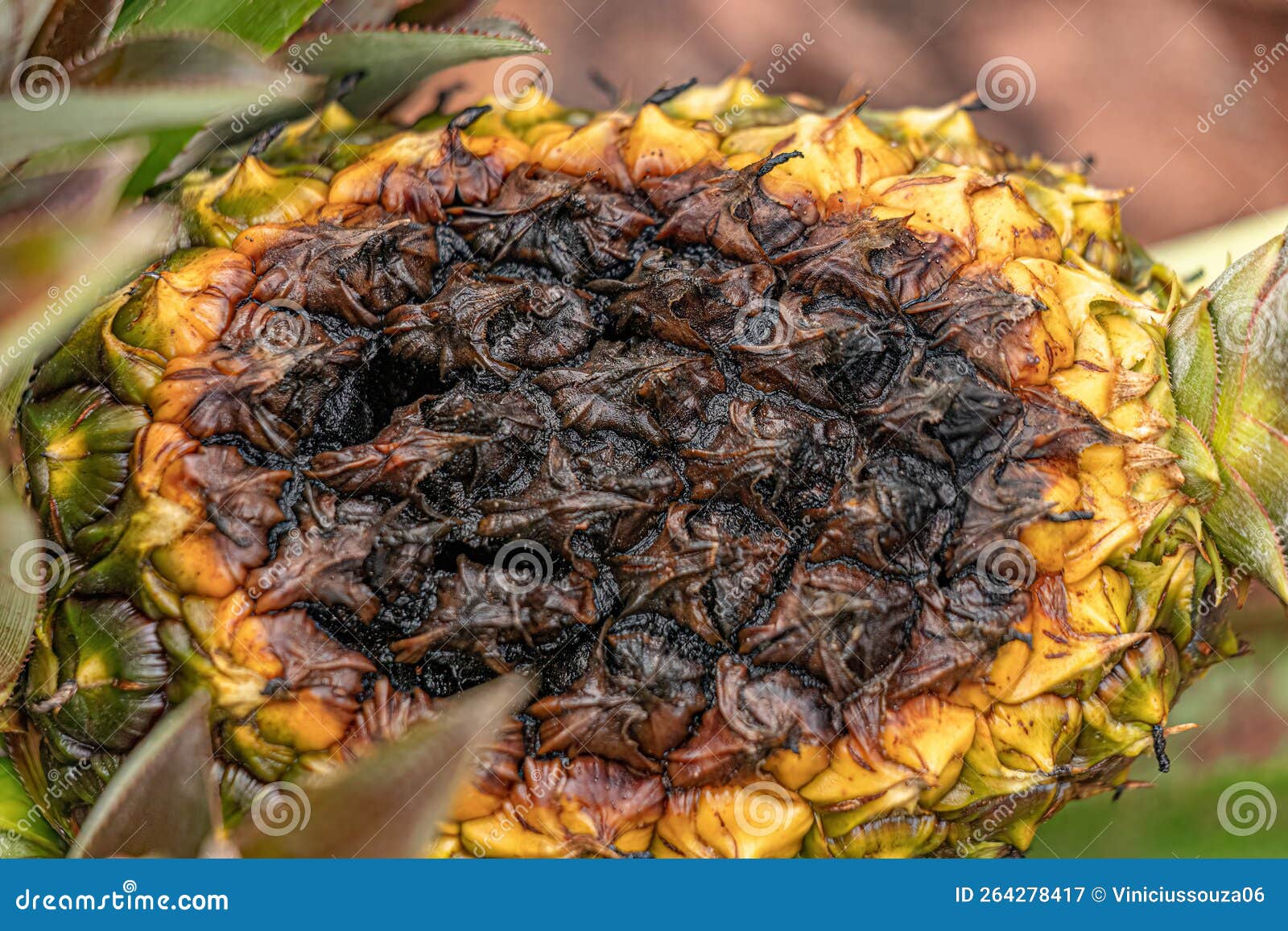 Pineapple Fruit Rotting on the Plant Stock Image Image of pineapple