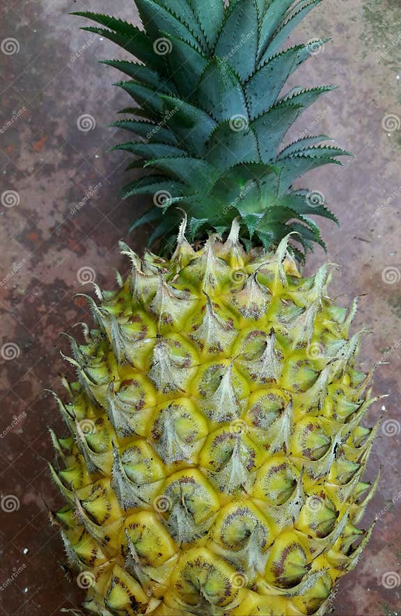 Pineapple Fruit Yellow Colour Beautiful Stock Photo - Image of grow ...