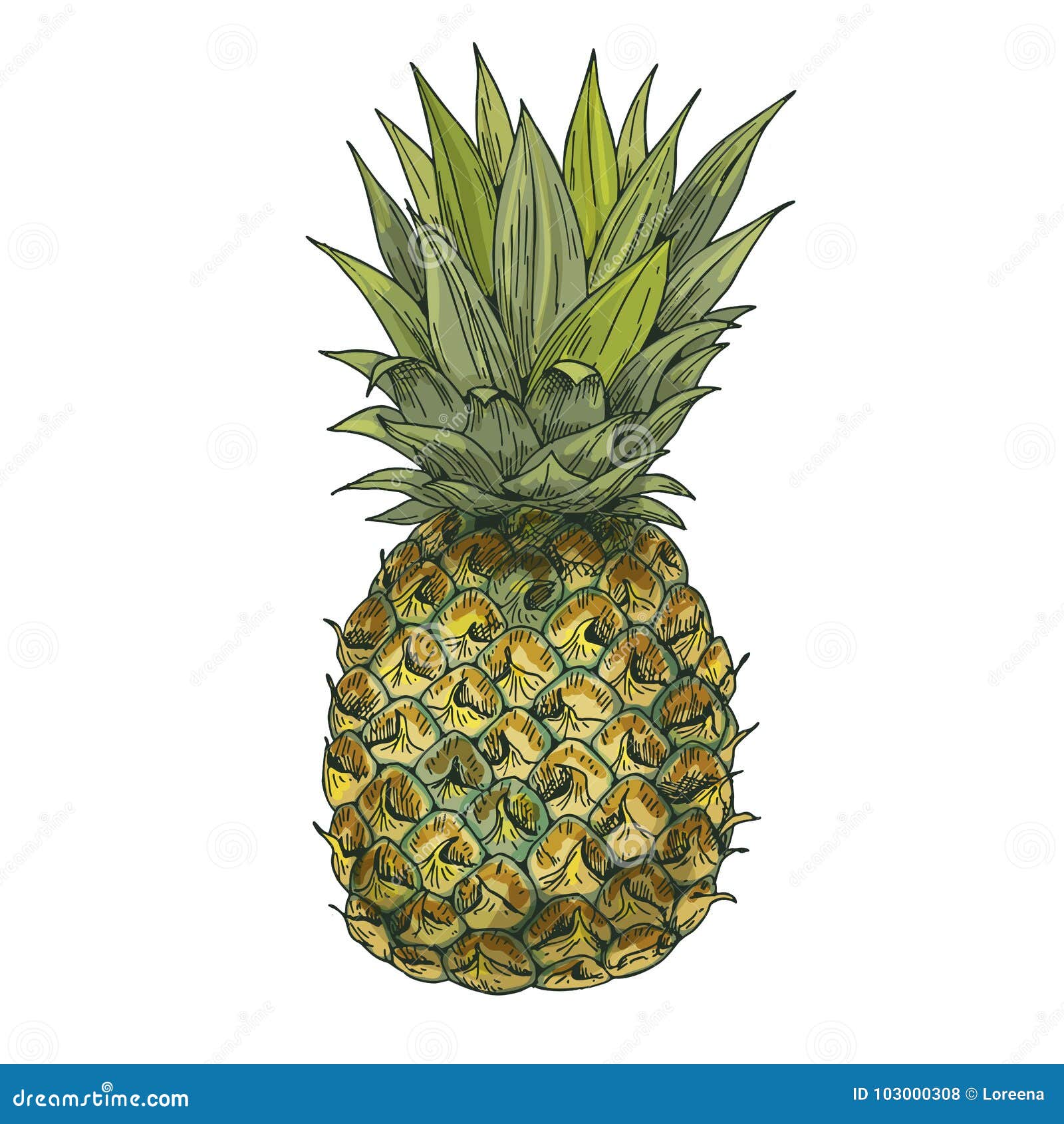 Pineapple. Full Color Realistic Sketch Vector Illustration Stock Vector