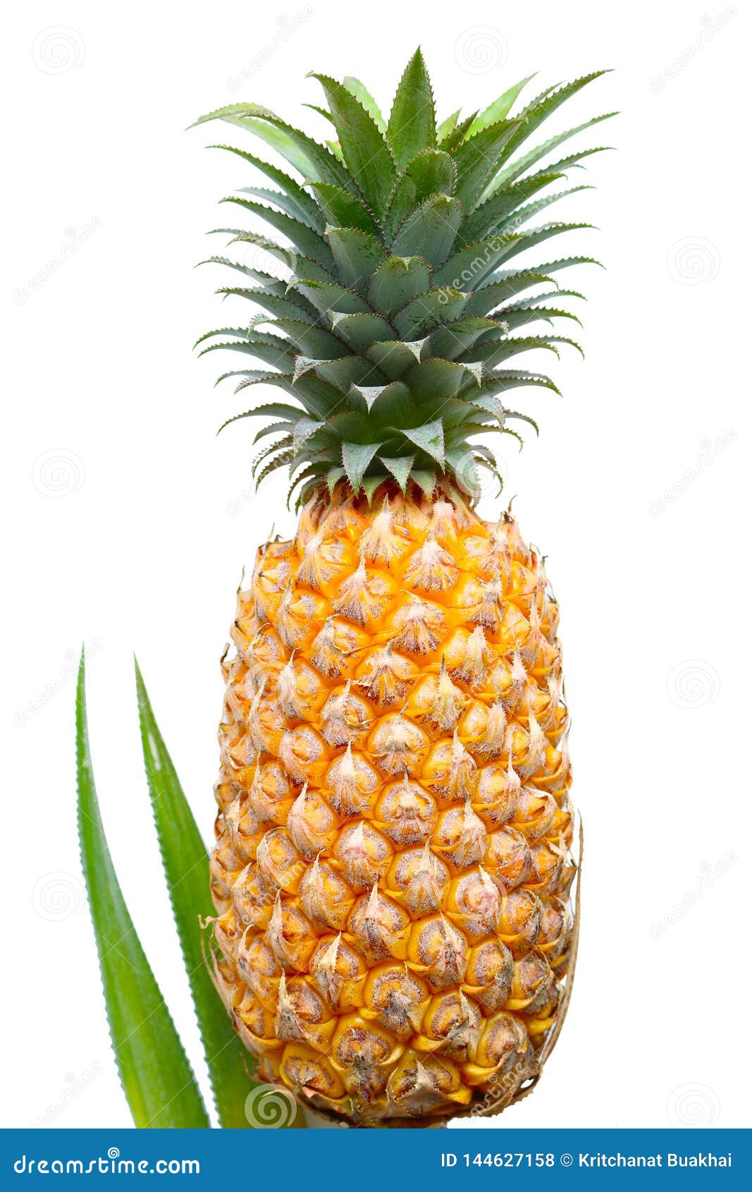 White Spots On Pineapple Leaves