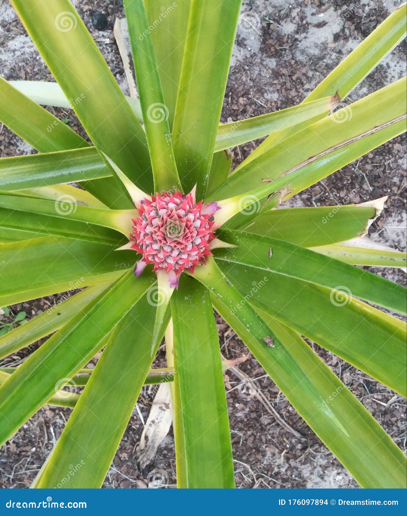 Pineapple grow crown stock photo. Image of beautiful 176097894
