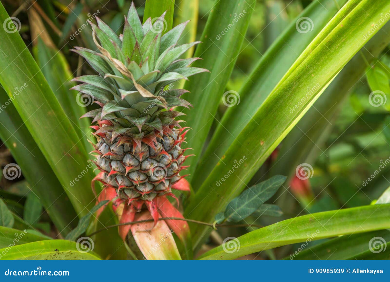 Pineapple Growing on the Farm, Space Plantation, India Stock Image