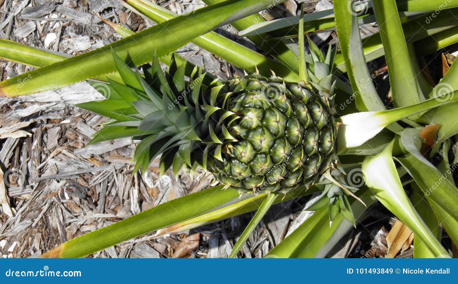 Pineapple growing stock image. Image of plant, lighthouse 101493849