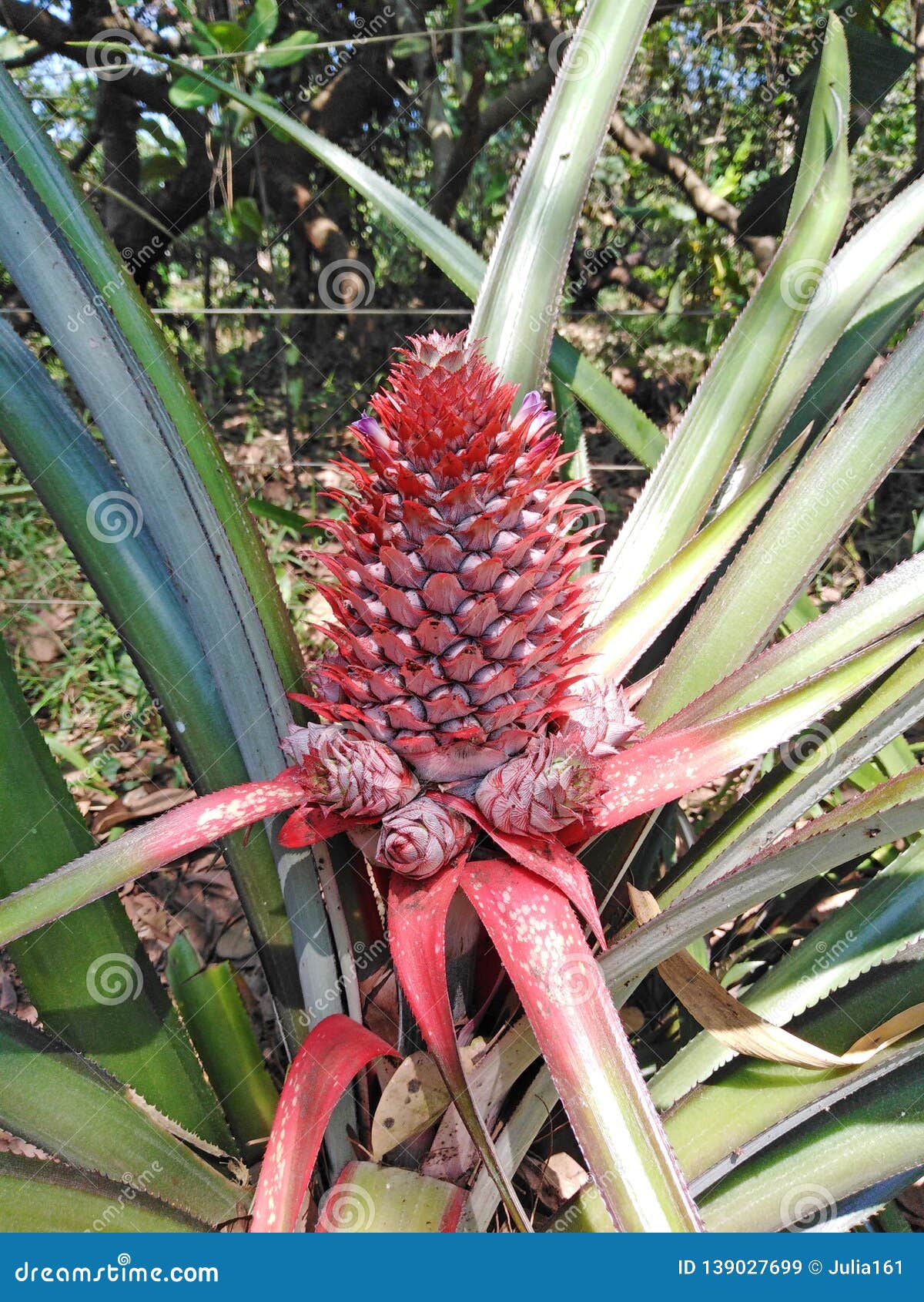 Pineapple, Goa, India stock image. Image of sale, cafe 139027699