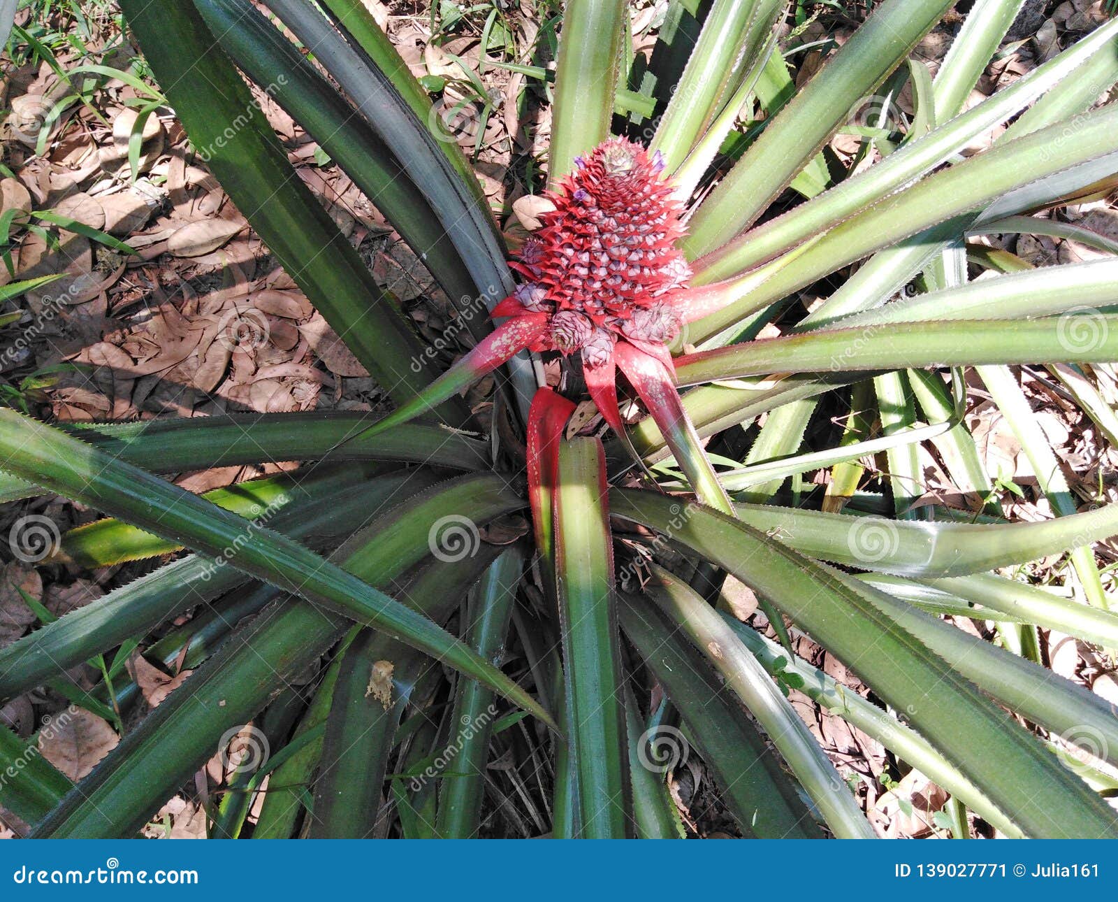 Pineapple, Goa, India stock image. Image of plantation 139027771