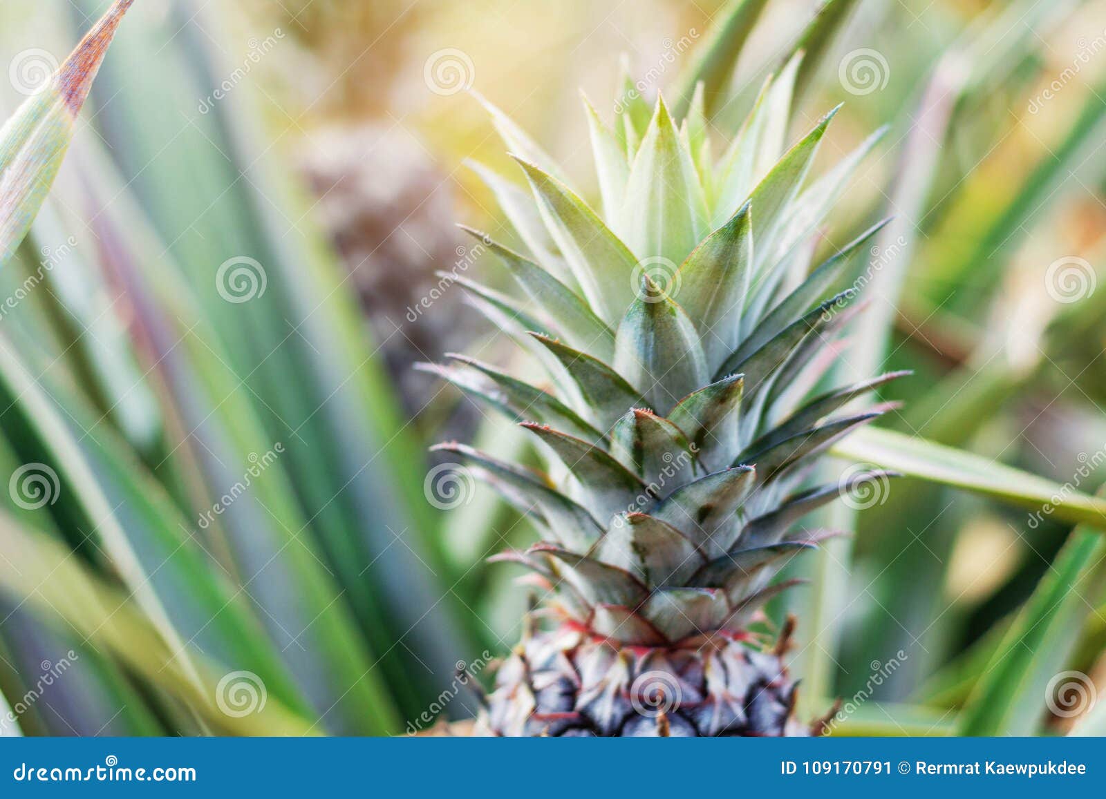 Pineapple Growing with Sunlight. Stock Image Image of ananas, food 109170791