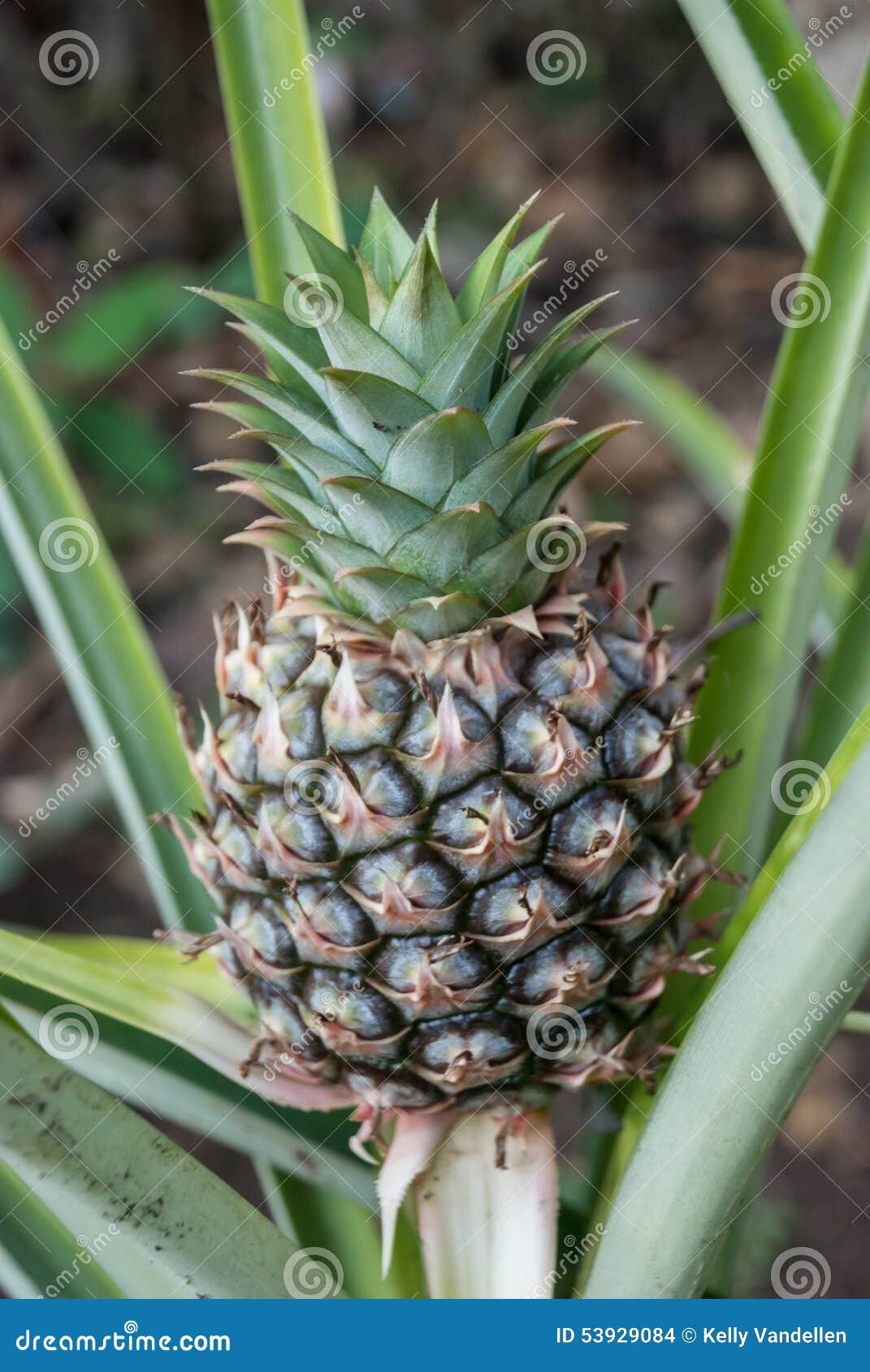 Pineapple Growing stock photo. Image of outdoor, detail 53929084