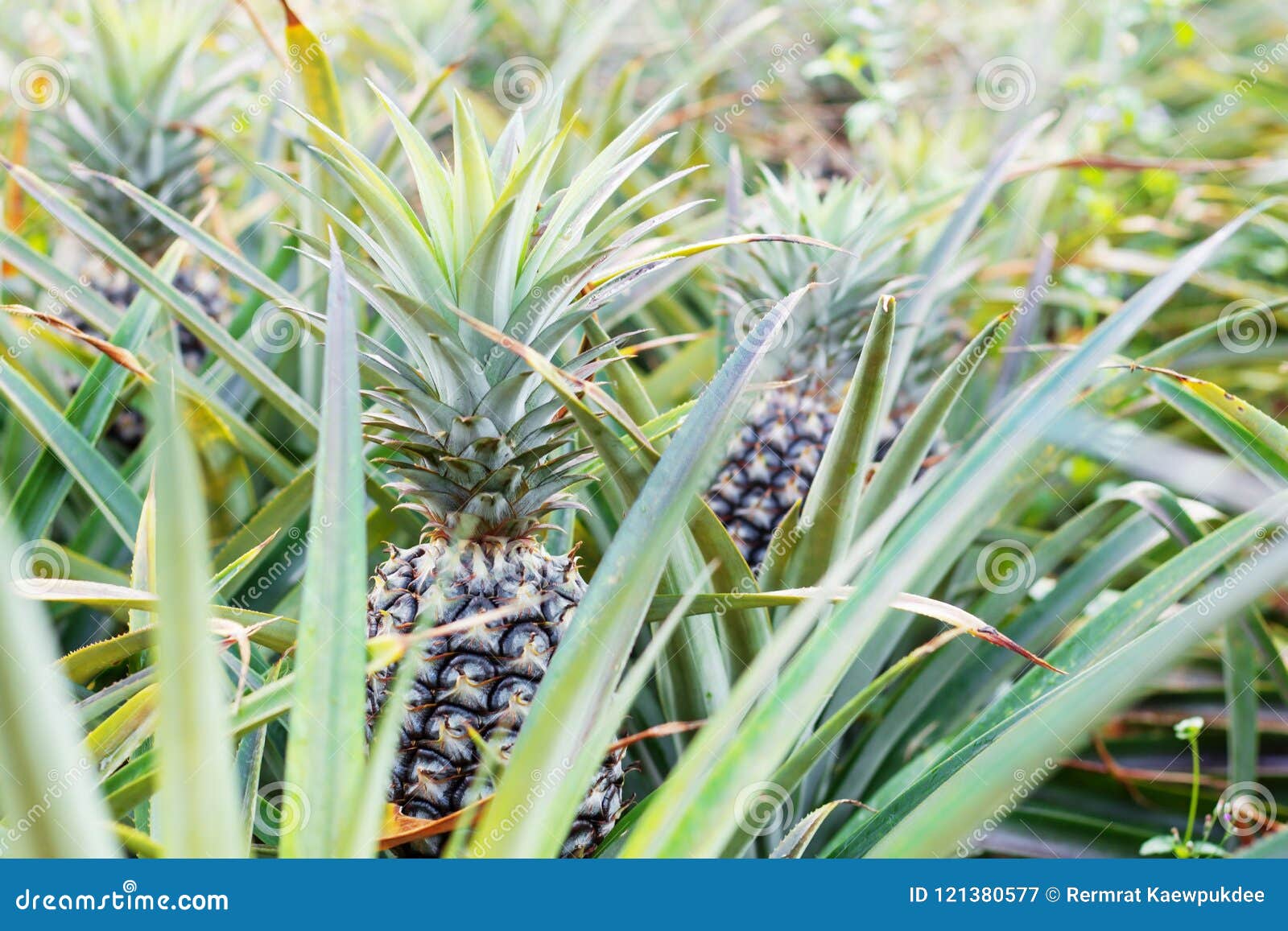 Pineapple growing on tree. stock image. Image of growing 121380577