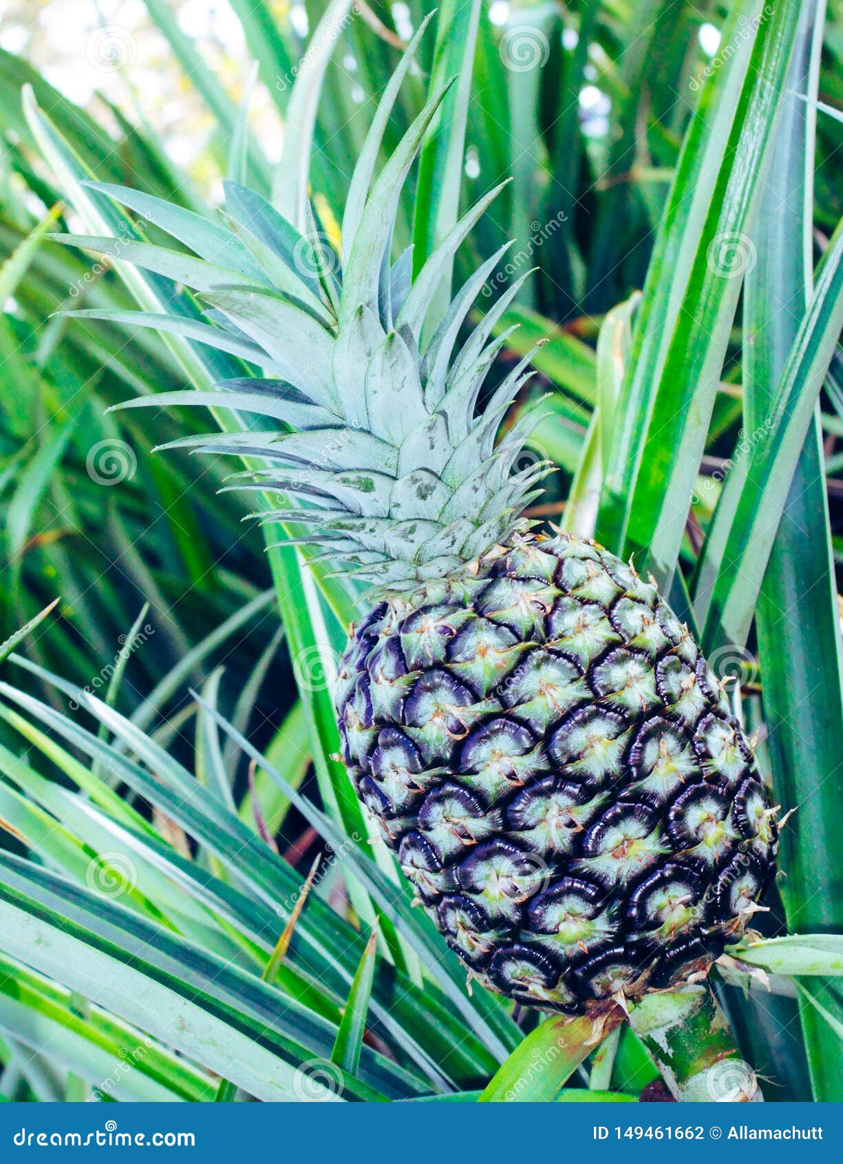 Pineapple Growing in Hawaii. Stock Photo Image of light, island