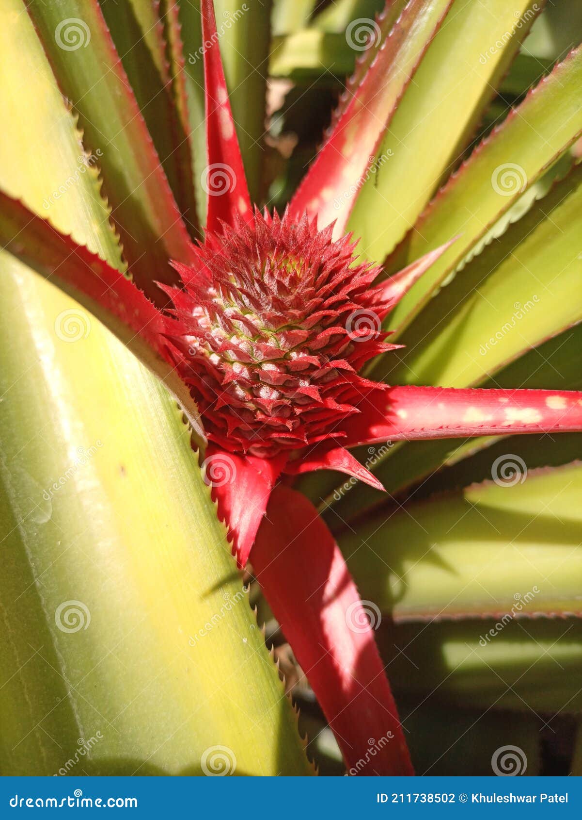 Pineapple stock photo. Image of pineapple, water, sunlight 211738502