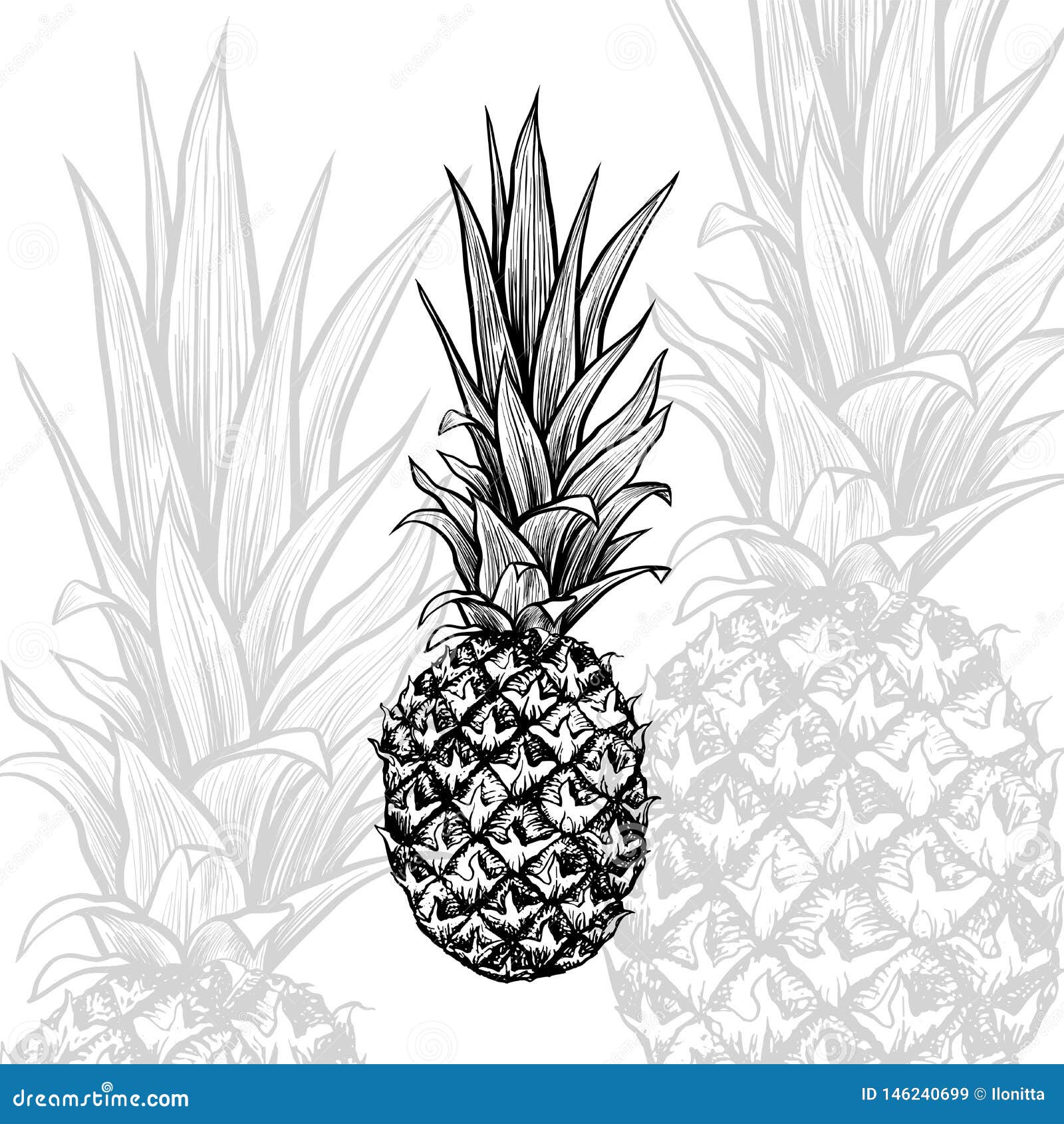 Pineapple Hand Drawn Isolated Sketch Stock Vector Illustration Of Doodle Plant 146240699