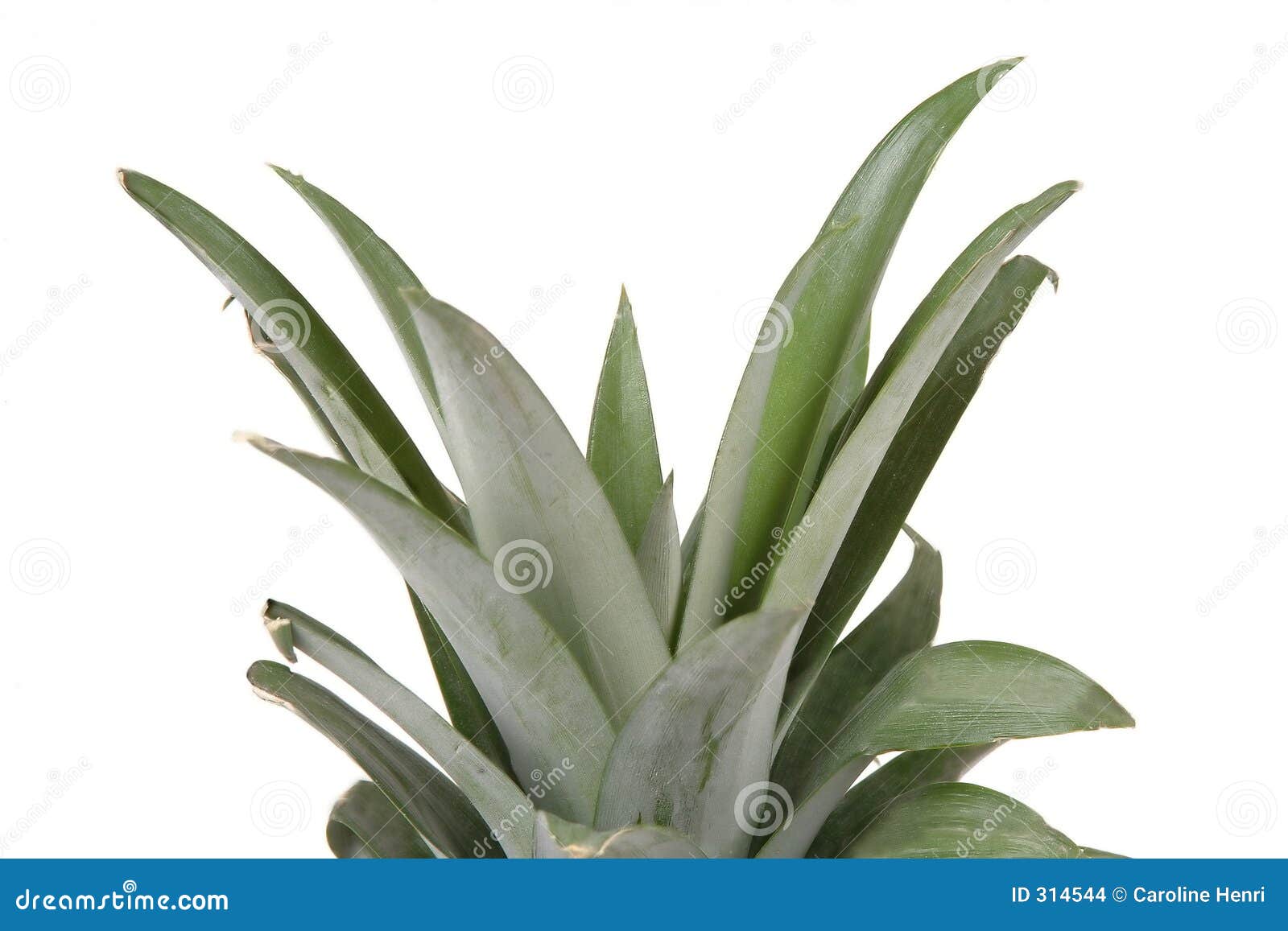Pineapple head stock photo. Image of head, fruits, fruit 314544