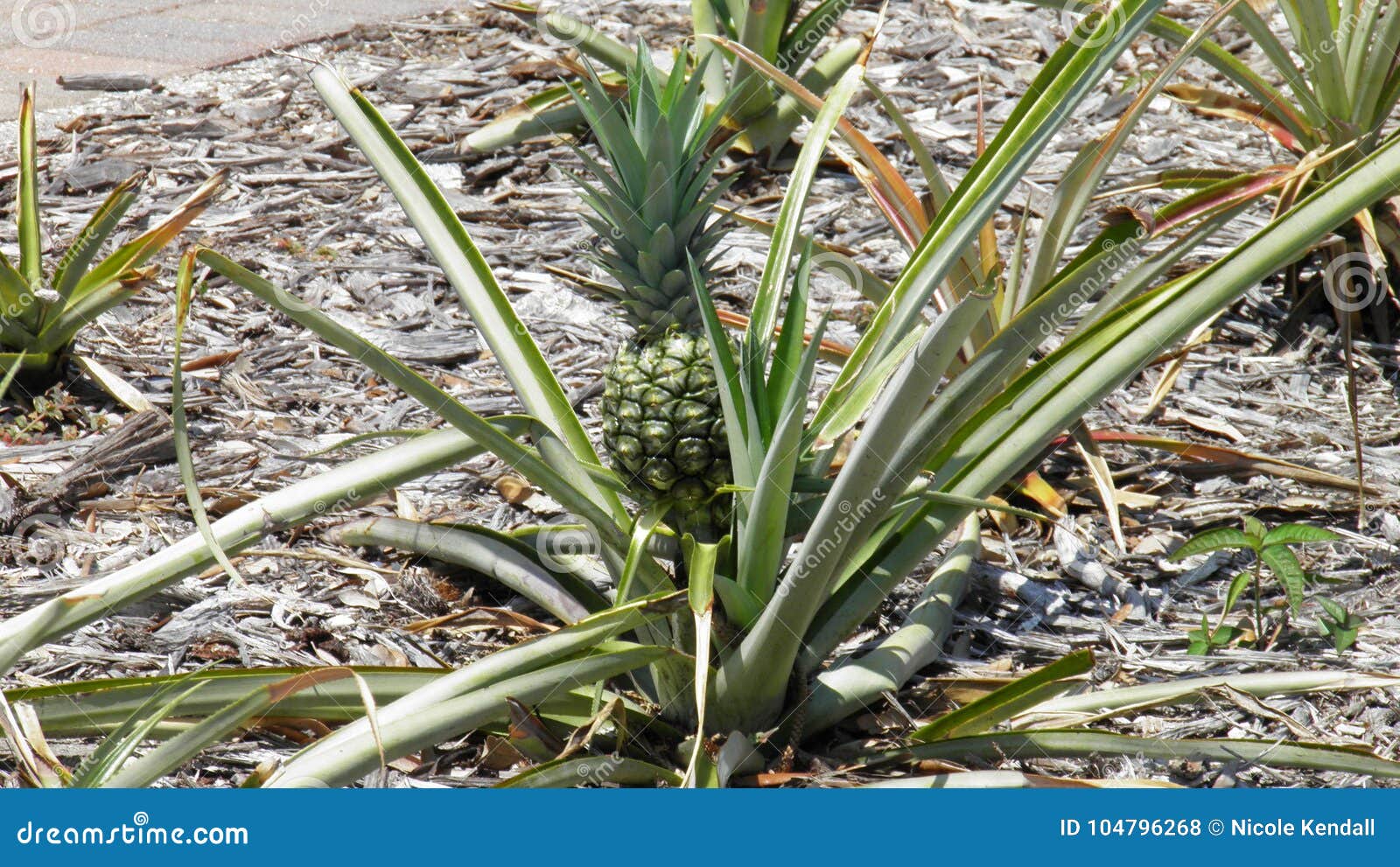 Pineapple at Jupiter Lighthouse Park Stock Photo Image of park