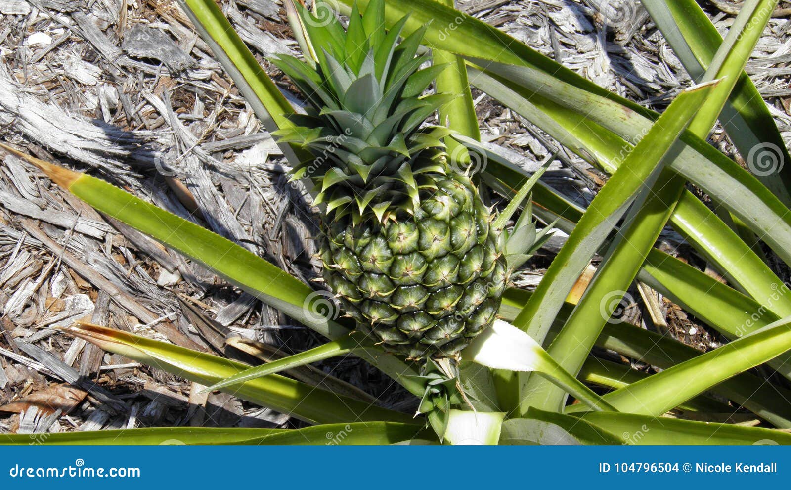 Pineapple at Jupiter Lighthouse Park Stock Photo Image of small