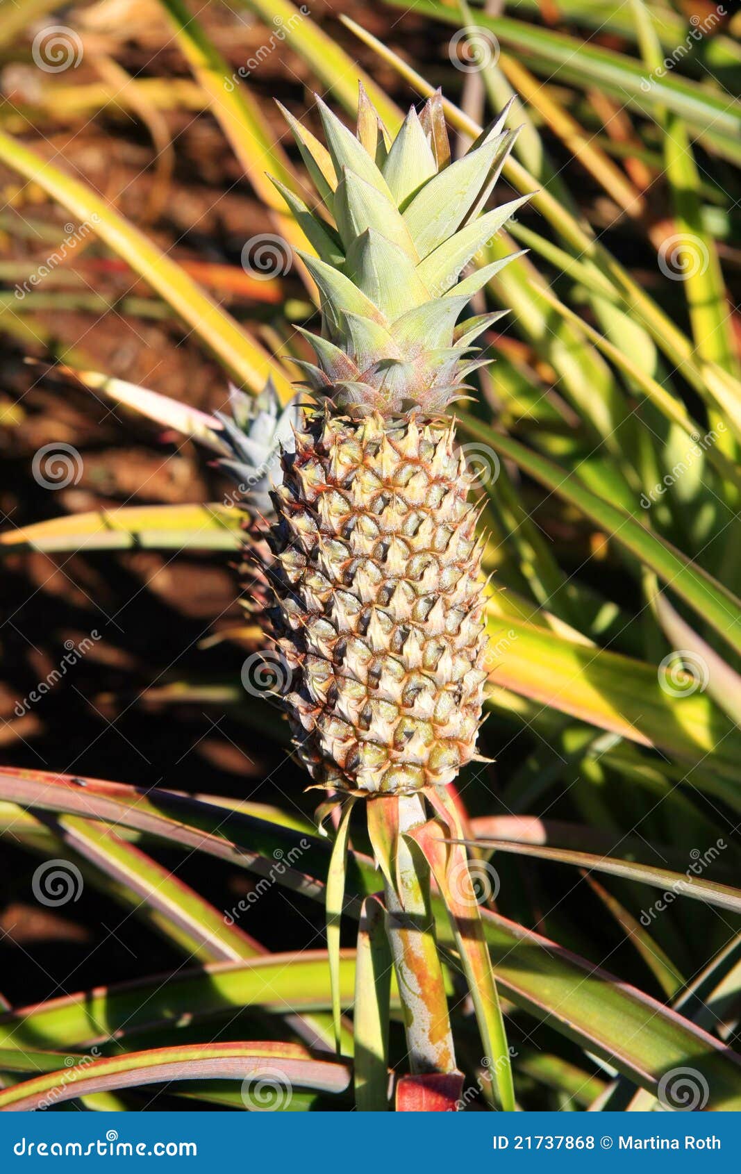 Pineapple leaves stock photo. Image of plant, stand, nutrition 21737868