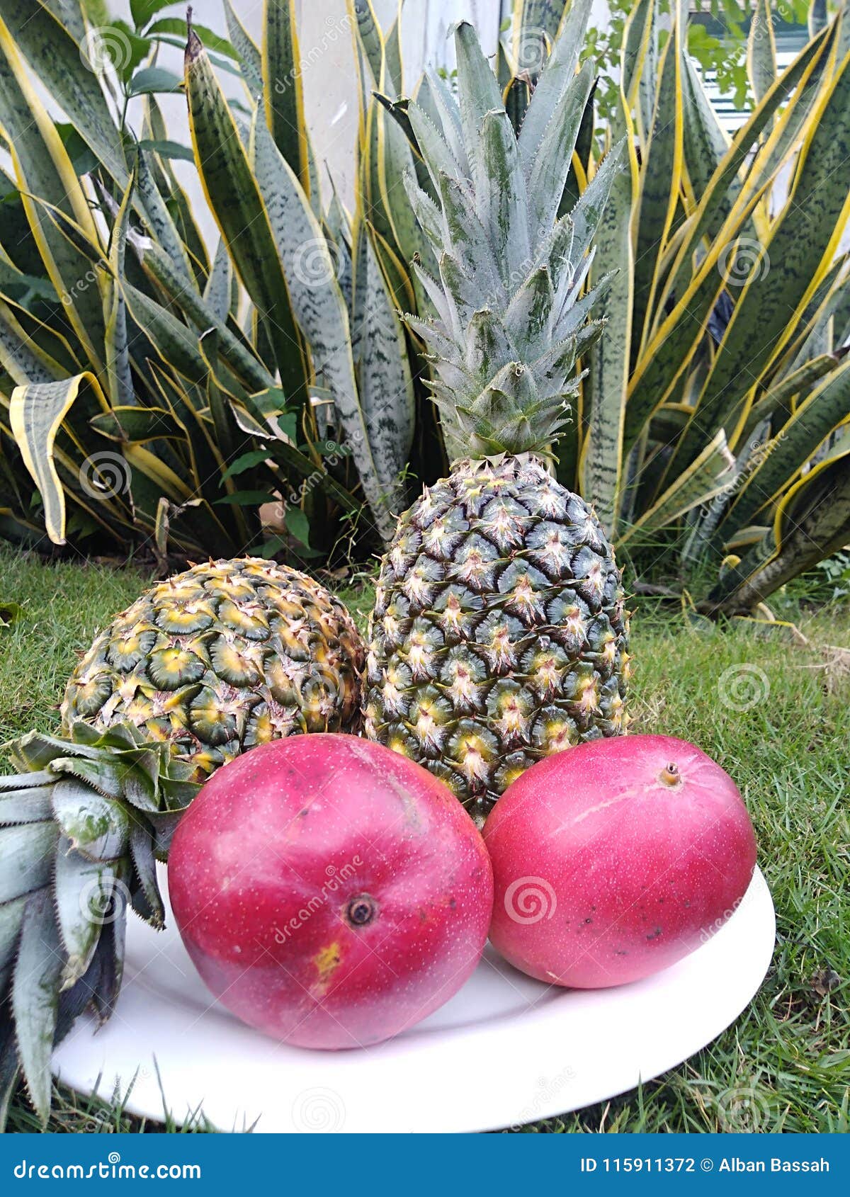 Exotic fruits stock photo. Image of mango, fruits, pineapple 115911372