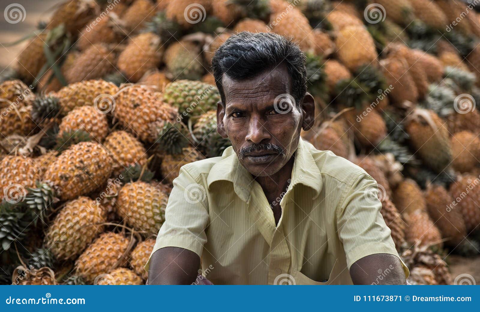 Pineapple Harvesting in Kerala Editorial Photo Image of depending