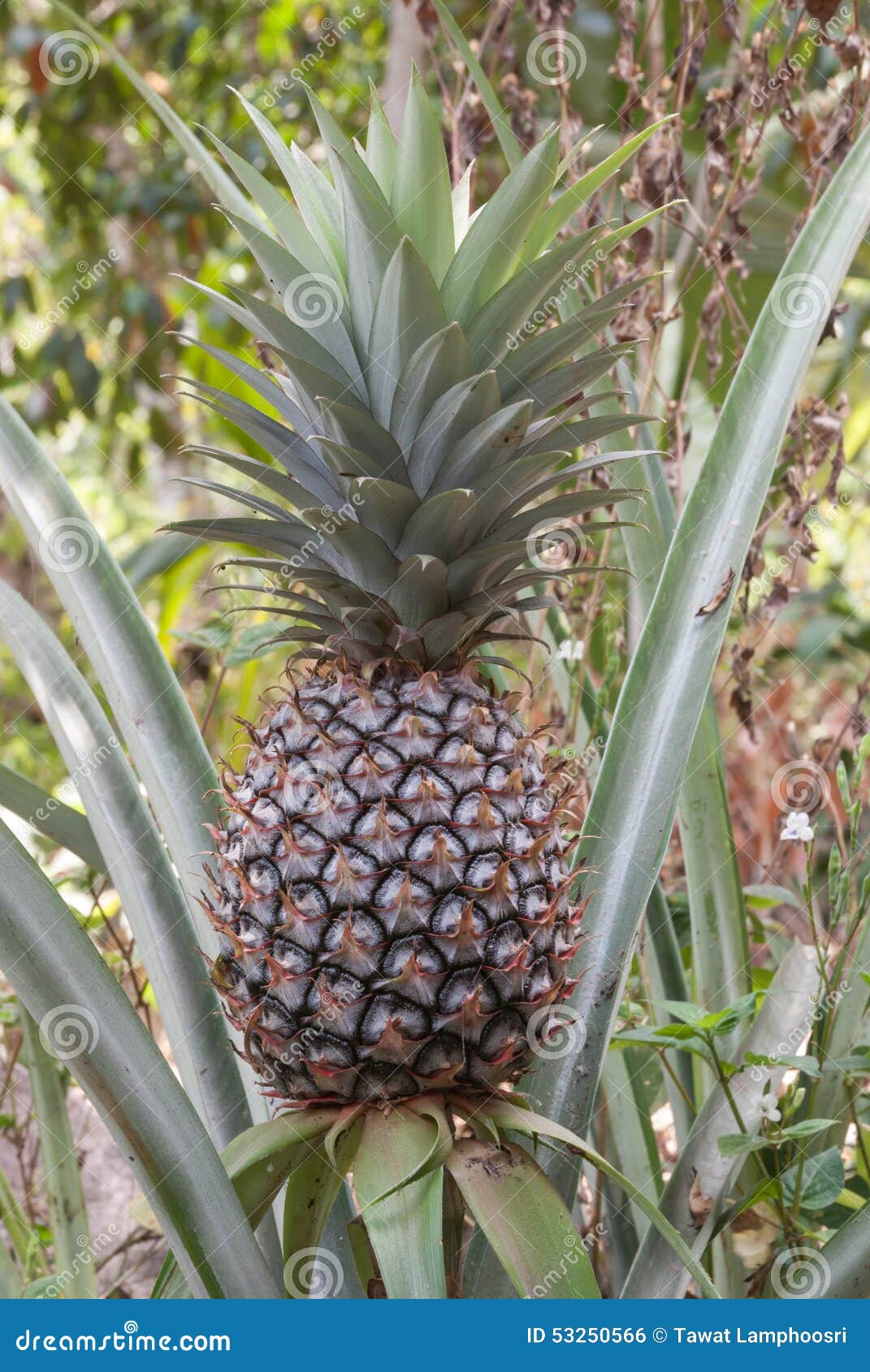 Pineapple stock photo. Image of nature, pineapple, organic 53250566