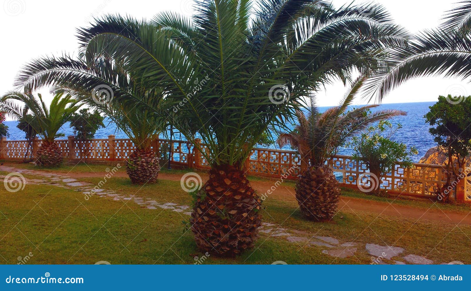 Pineapple palms. stock photo. Image of leaf, pineapples 123528494