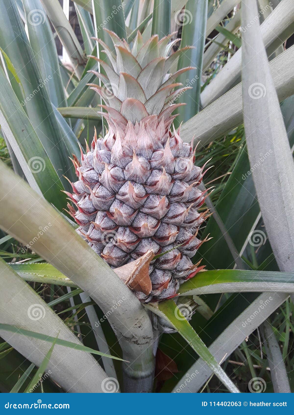 Pineapple stock image. Image of pineapple, bloom, fruit 114402063