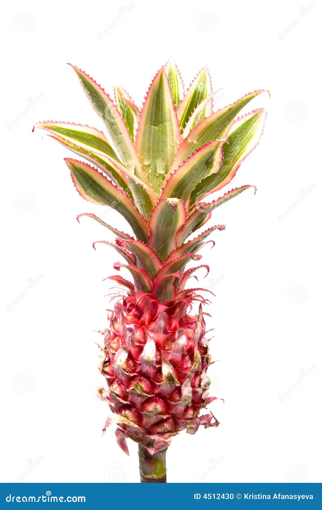 Pineapple Plant Growing In Hawaii Stock Photography