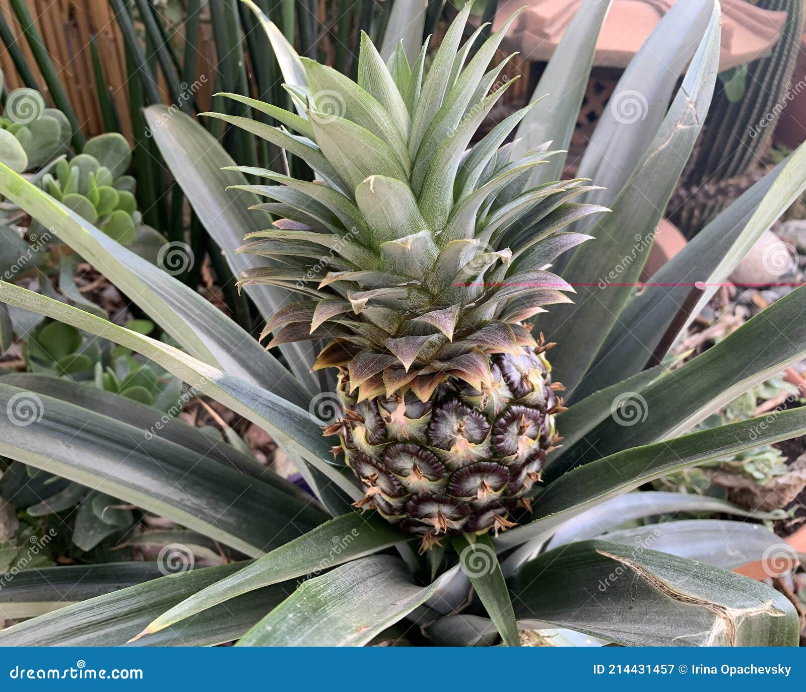Pineapple Plant Ananas Comosus Grows in the Garden Stock Image Image