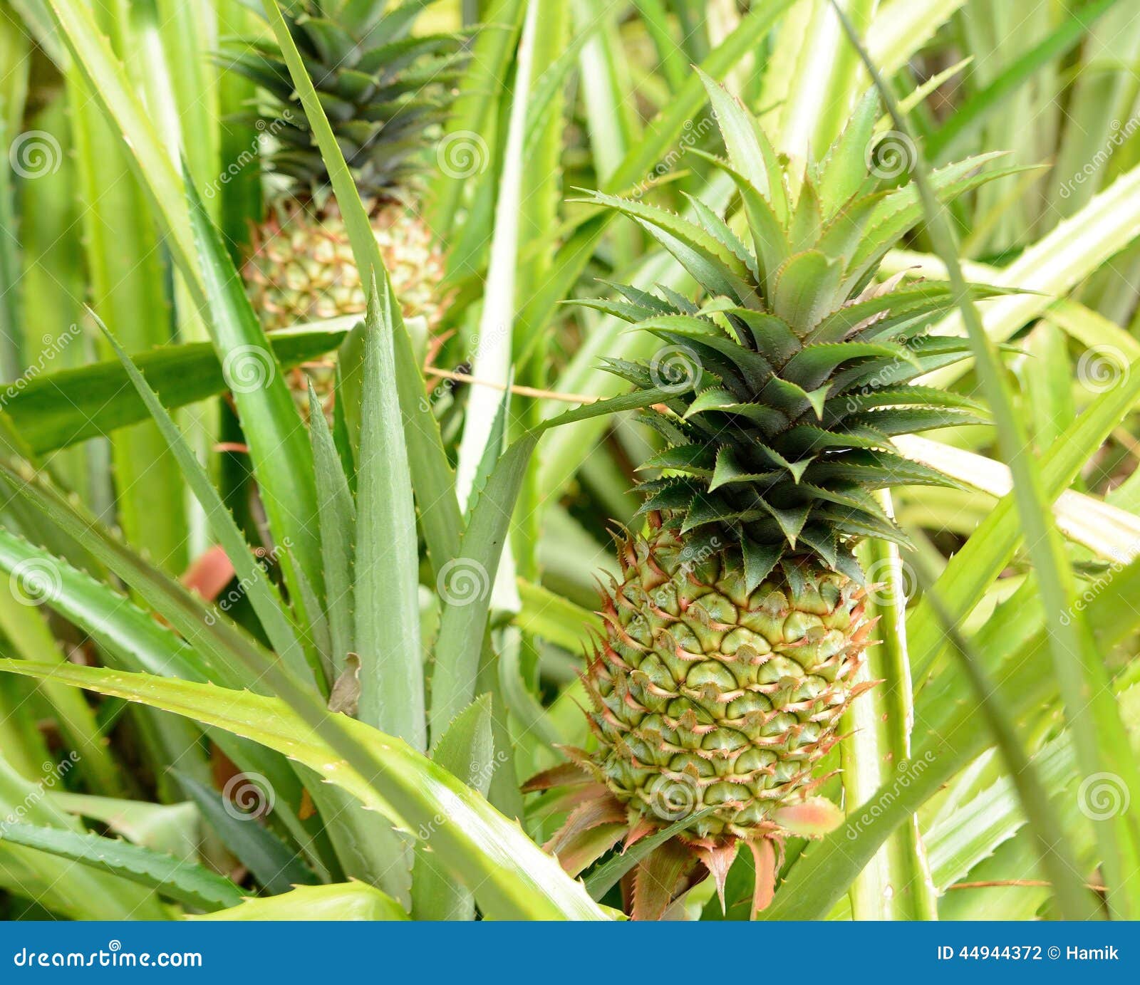 Pineapple Plant Stock Photo Image 44944372