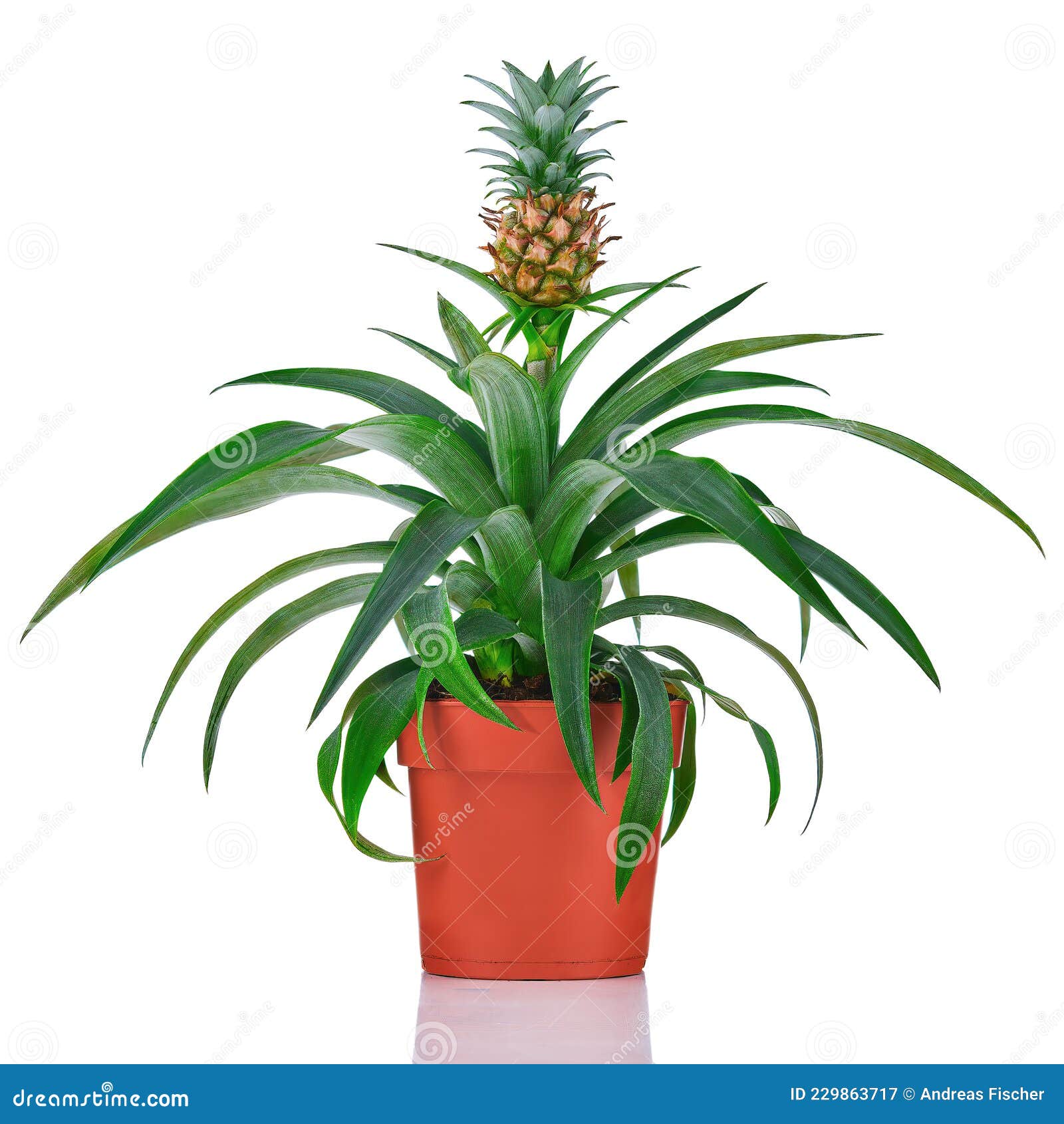 Pineapple Plant in Brown Flower Pot on White Background Stock Image