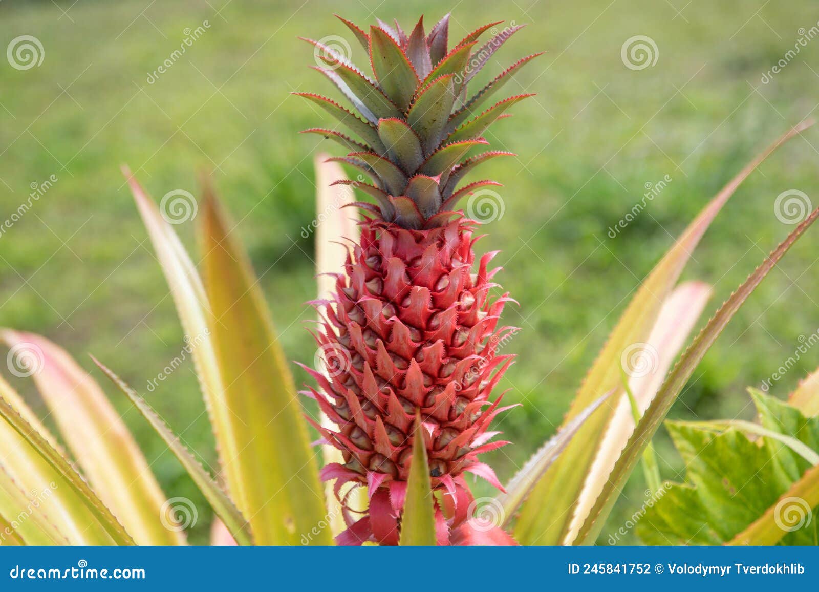 Pineapple Plant Field, Pineapple Tropical Fruit Growing in Garden Stock