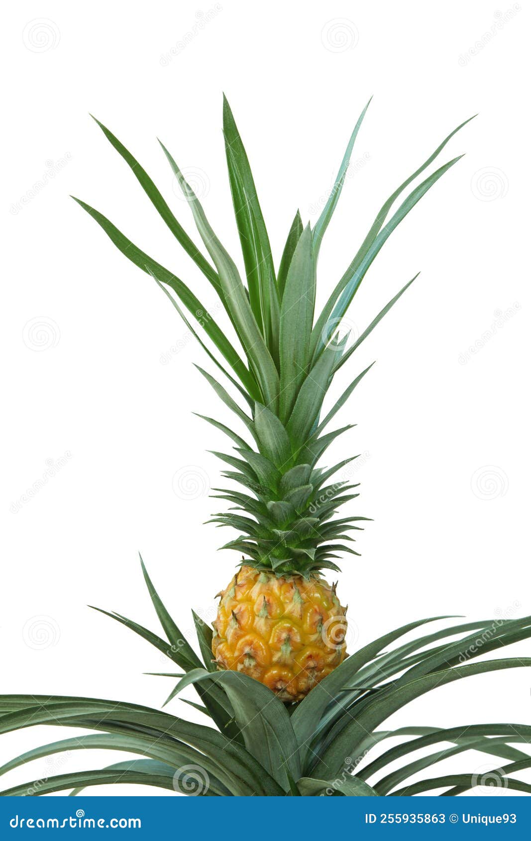 Pineapple Plant with Fruit in Pot Stock Image Image of clipping