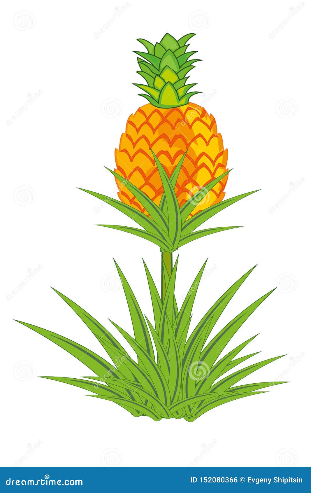 Pineapple Plant with Roots Isolated on White Background Stock
