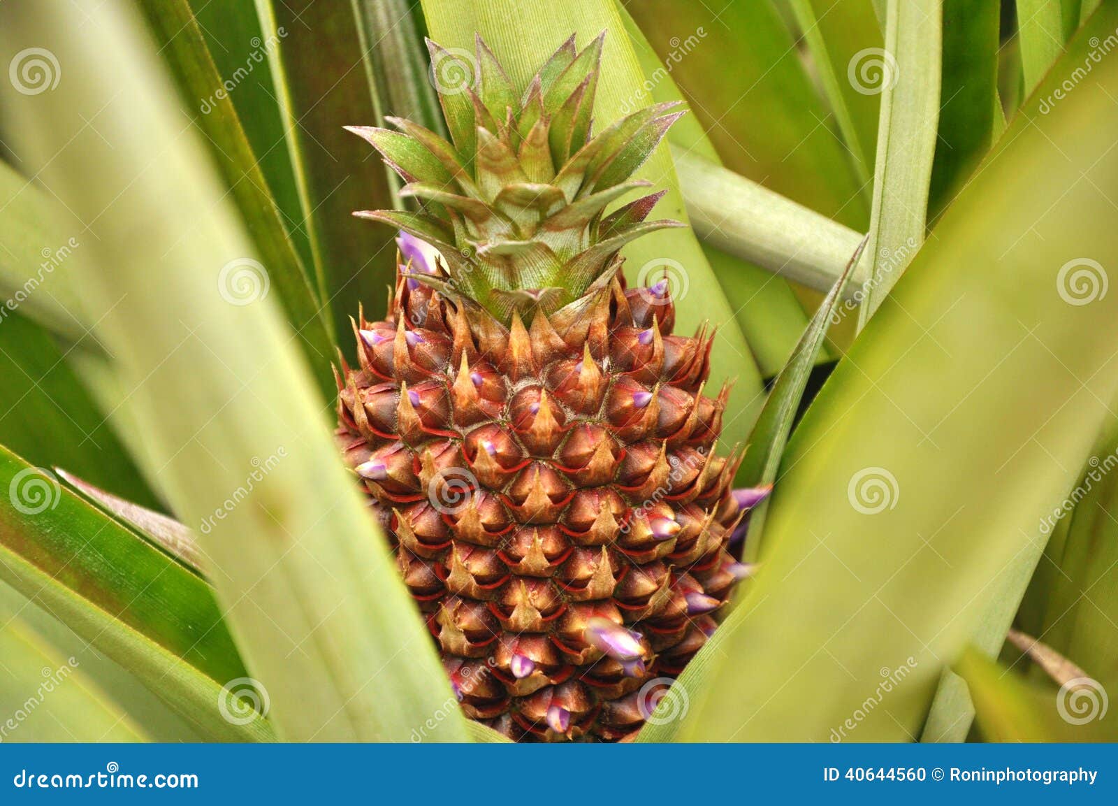 Pineapple Plant stock photo. Image of green, small, plant 40644560