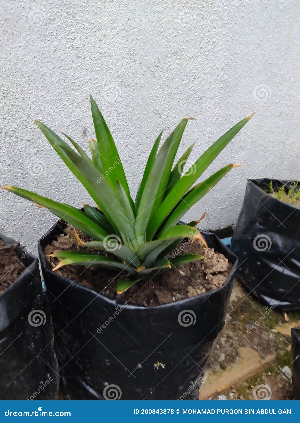 Pineapple plant soil stock photo. Image of herb, garden 200843878