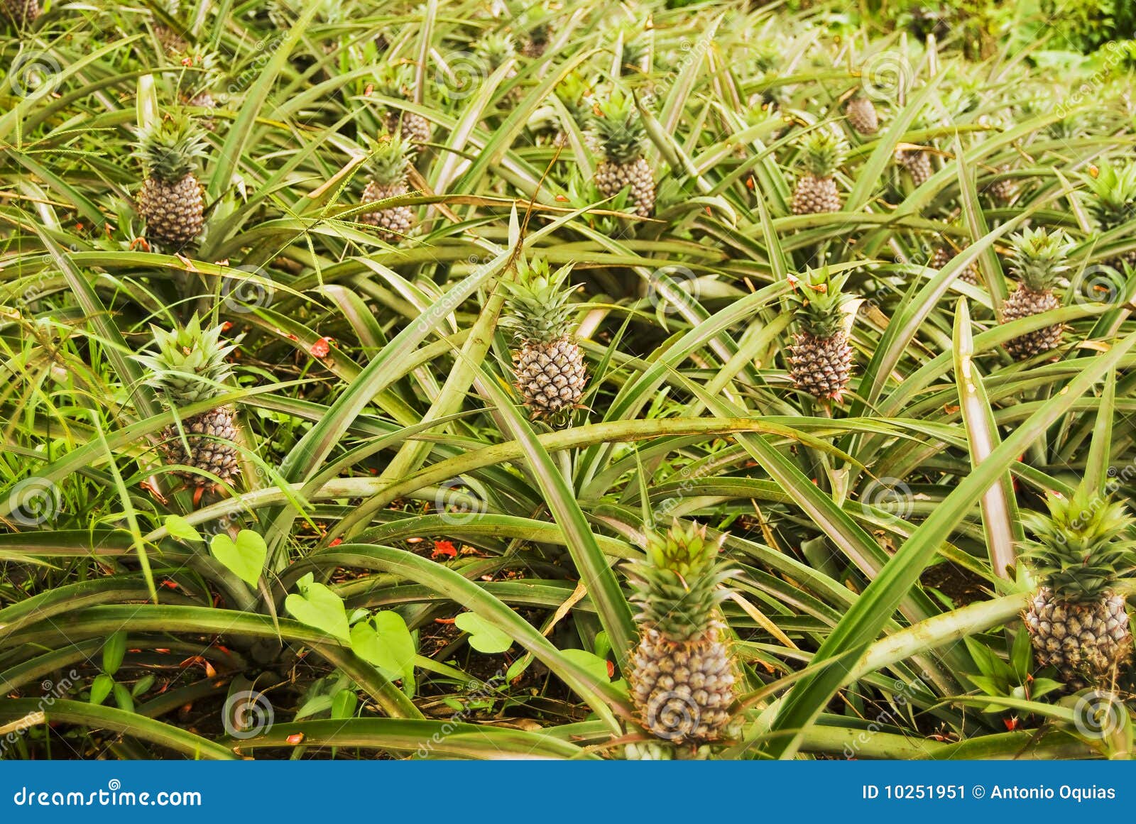Pineapple Plantation stock image. Image of fruit, crown 10251951