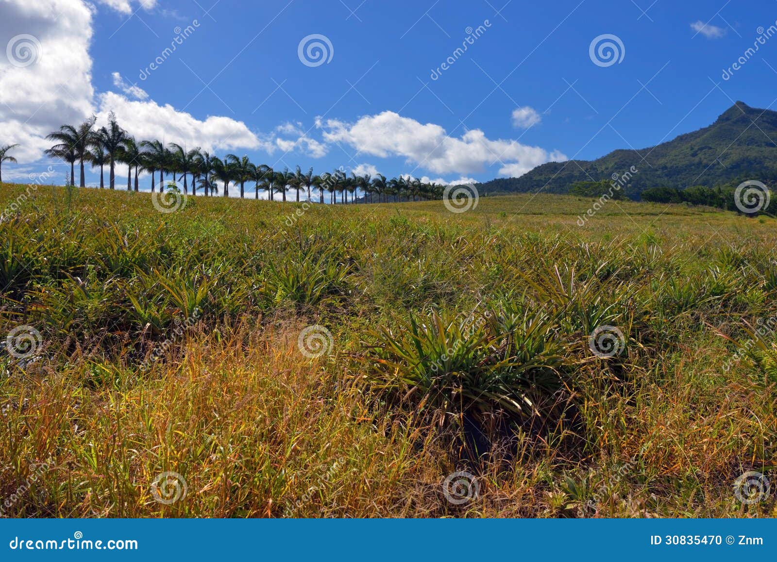 Pineapple plantation stock photo. Image of climate, fruit 30835470