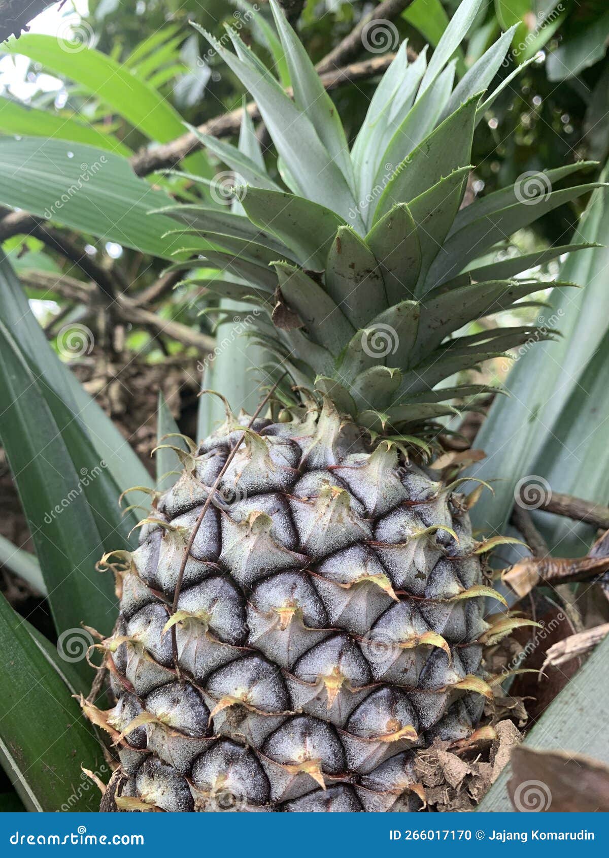 Pineapple in the Plantation is Waiting To Harvest Stock Photo Image