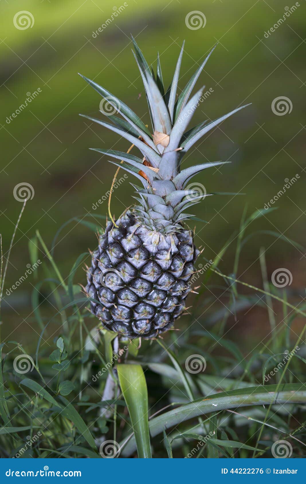 Pineapple Ready for Harvest Stock Photo Image of nature, botany 44222276