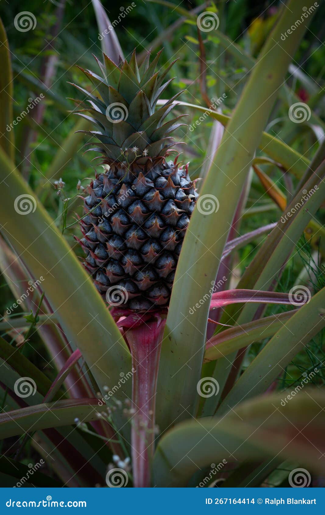 Pineapple Ready for Harvest on Its Perennial. Stock Photo Image of pineapple, agriculture