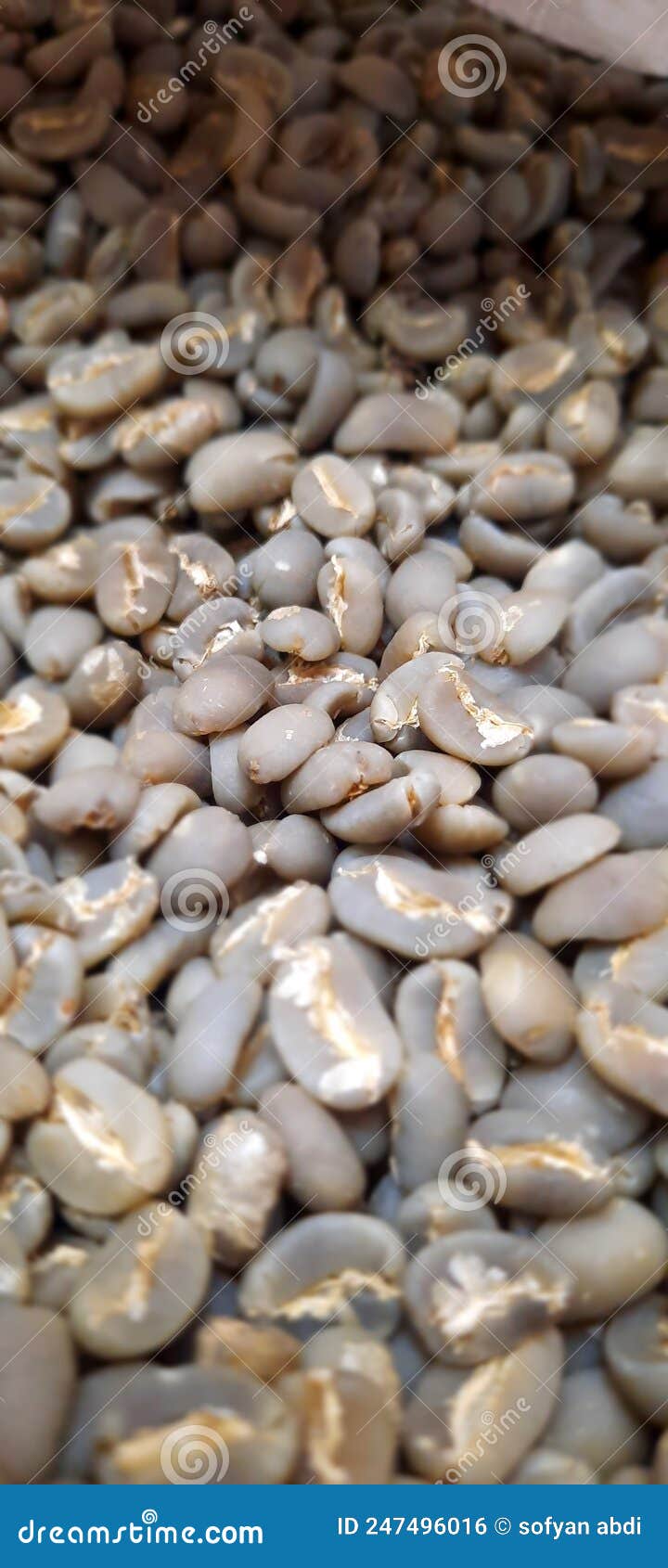 Green Bean Coffee stock photo. Image of coffee, bean 247496016