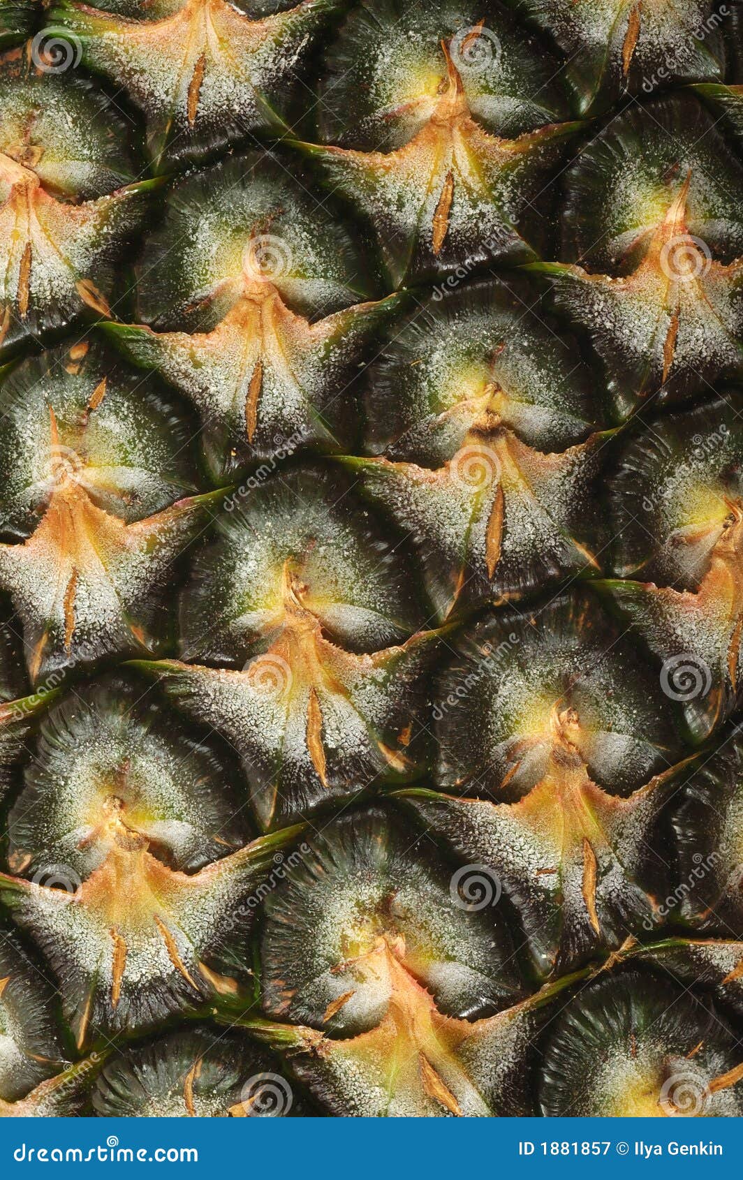 Pineapple skin stock image. Image of harvest, detail, fresh 1881857