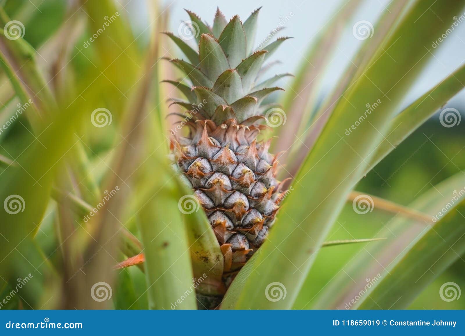 Pineapple in nature stock image. Image of freshness 118659019
