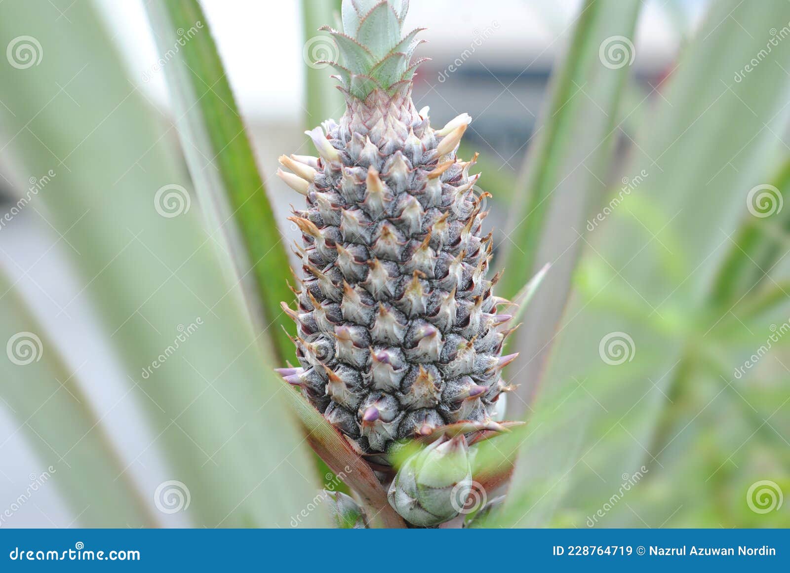 Pineapple Tree in the Farm with Fruit. Stock Image Image of pineapple