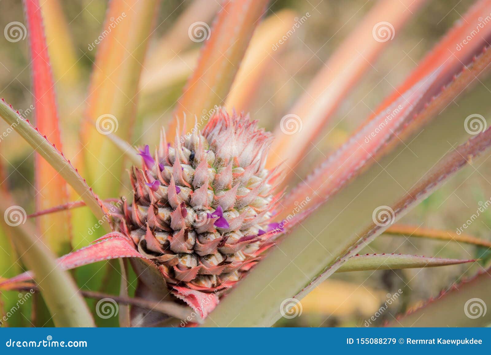 Pineapple on tree stock image. Image of pineapples, fruit 155088279