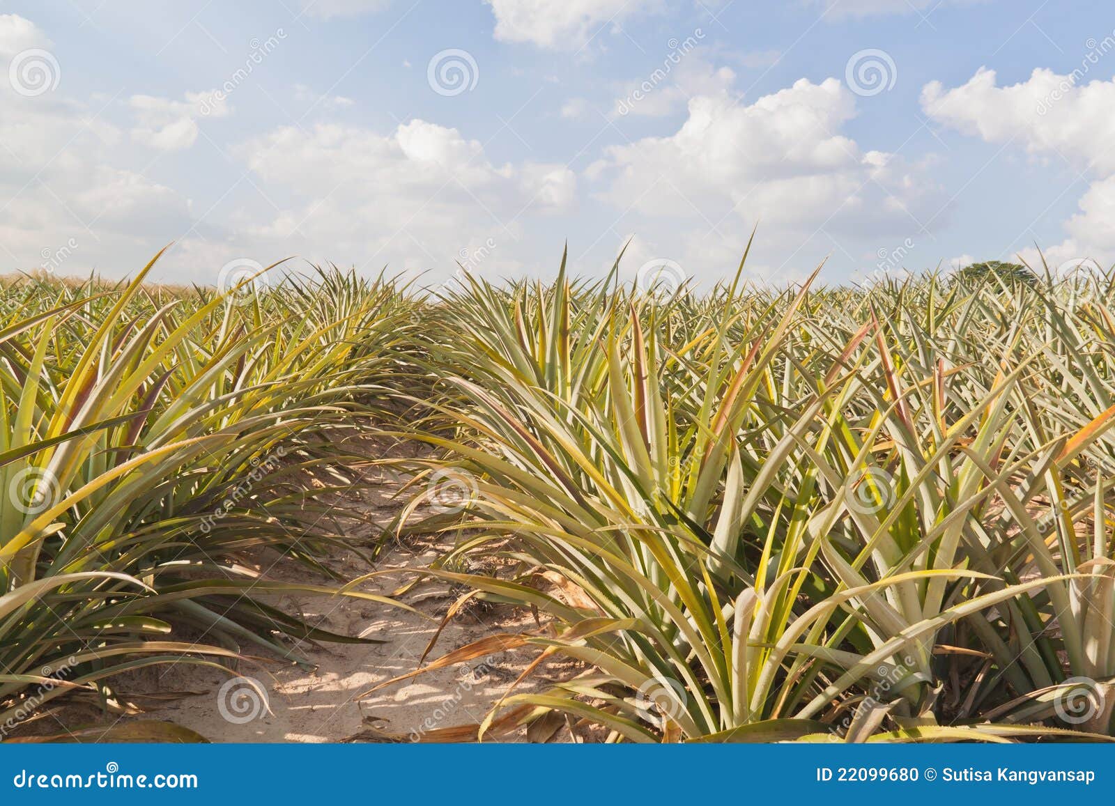 Pineapple tree s field stock photo. Image of sweet, cultivated 22099680